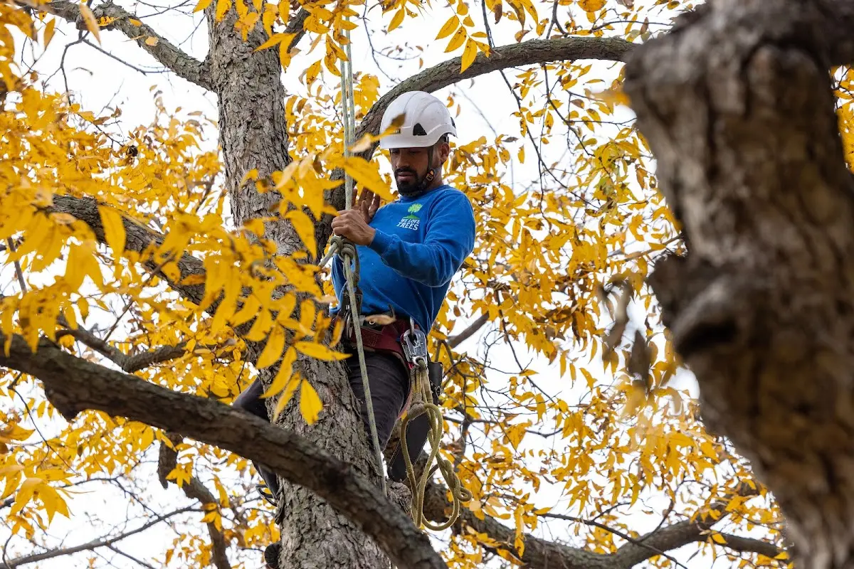 Skilled Tree Transplanting crew working in Ipava